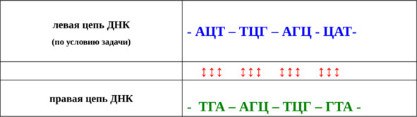 Днк цепь 3 и 5