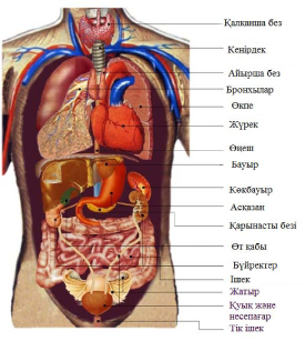 Еліктіргіш және сексуалды қисық әйелдер