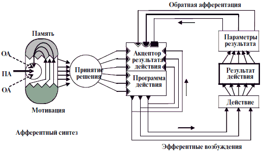 Схема центральной организации поведенческой реакции по анохину