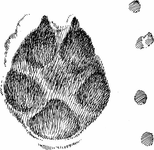 Лапа рыси рисунок