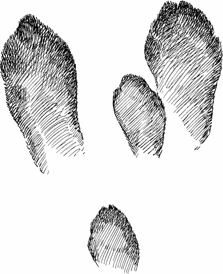 Следы зайца картинки. Формозов следы. Следы зайца беляка. Следы заячьих лап. Формозов следы кряквы.