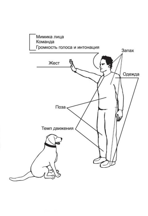 Есть команды для собак