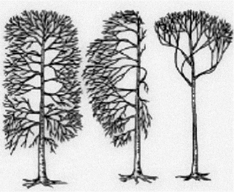 На рисунке изображено дерево растущее. Флагообразная форма кроны. Разные кроны деревьев. Сосны выросшие в разных условиях. Крона деревьев разные.