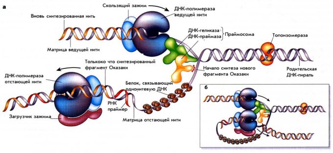 Учебное пособие: Репликация различных ДНК, ее регуляция и репарация