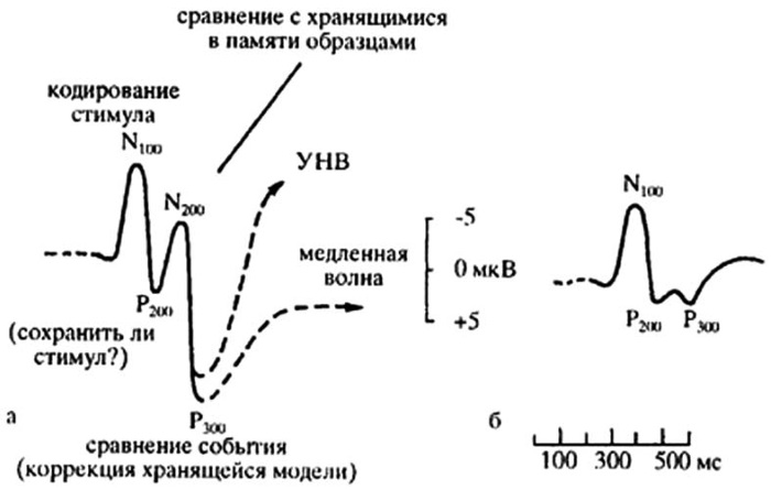 Что является предметом исследования психофизиологии. Смотреть фото Что является предметом исследования психофизиологии. Смотреть картинку Что является предметом исследования психофизиологии. Картинка про Что является предметом исследования психофизиологии. Фото Что является предметом исследования психофизиологии