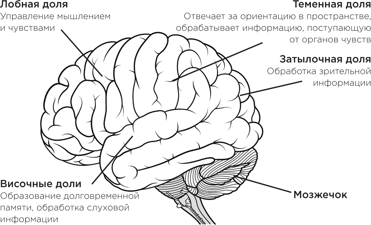 Доли головного мозга схема. Доли головного мозга рисунок. Доли коры головного мозга человека.