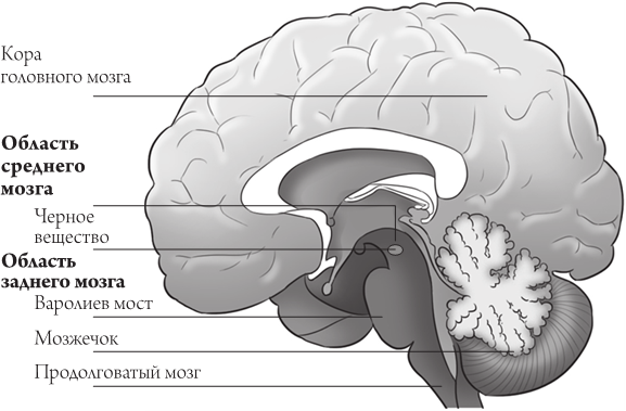 Где Находится Продолговатый Мозг У Человека Фото
