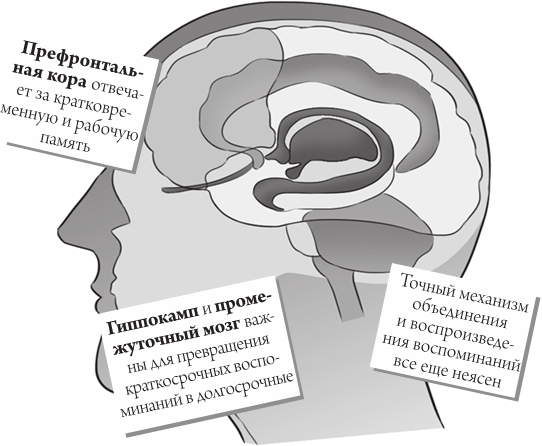 Не работает кратковременная память