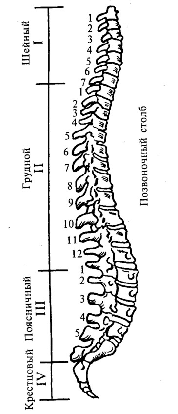 Позвоночник Фото Схема