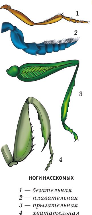 Конечности различных насекомых. Типы конечностей насекомых схема. Бегательные типы конечностей насекомых. Типы конечностей у насекомых таблица. Типы строения конечностей насекомых таблица.