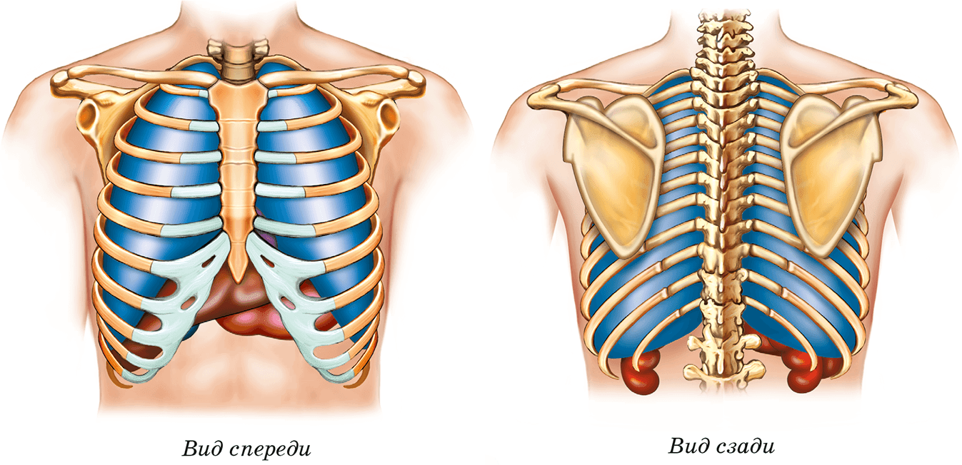 Скелет человека печень. Грудная клетка вид спереди и сзади. Грудная клетка вид сзади. Грудная клетка человека сзади. Грудная клетка вид спереди.