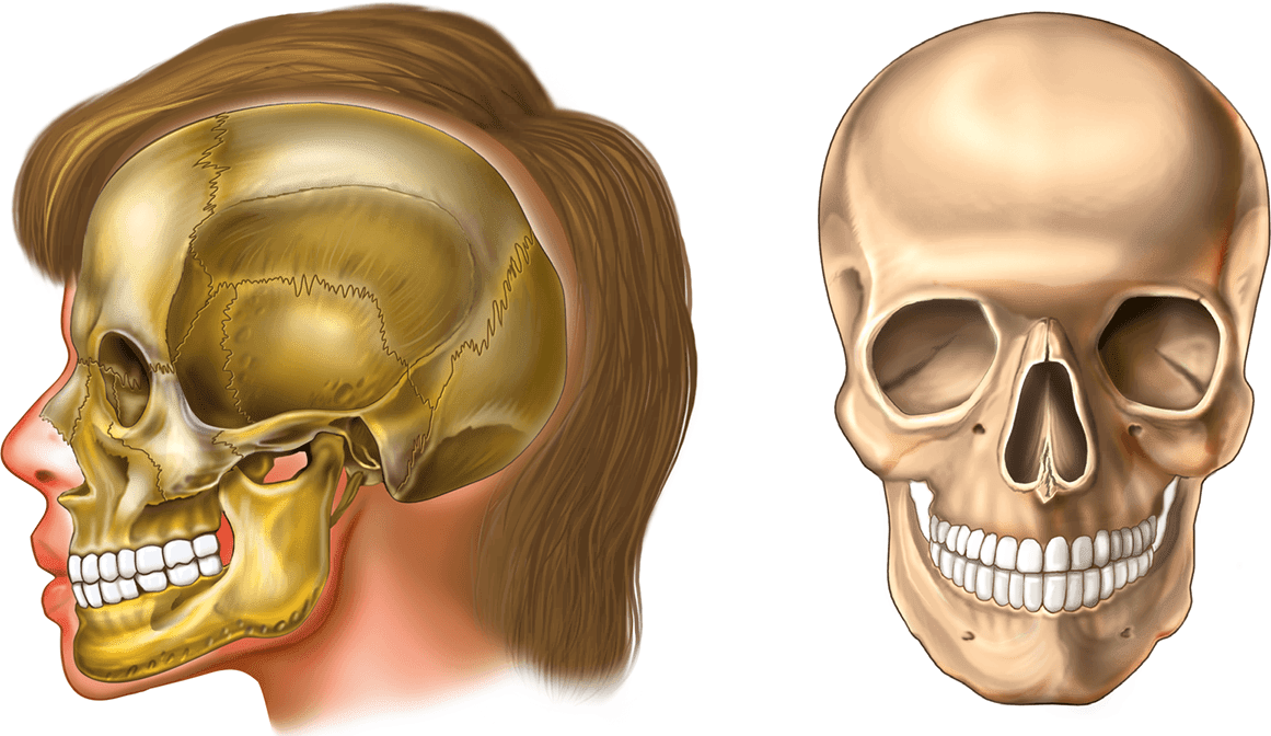 Деформация кости черепа. Кости лица. Кости лица черепа. Кости черепа и кости лица.