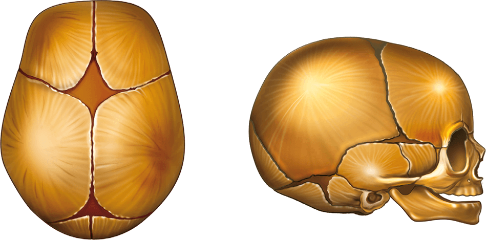 Роднички черепа анатомия. Швы и роднички черепа анатомия. Роднички черепа новорожденного. Строение родничков черепа.