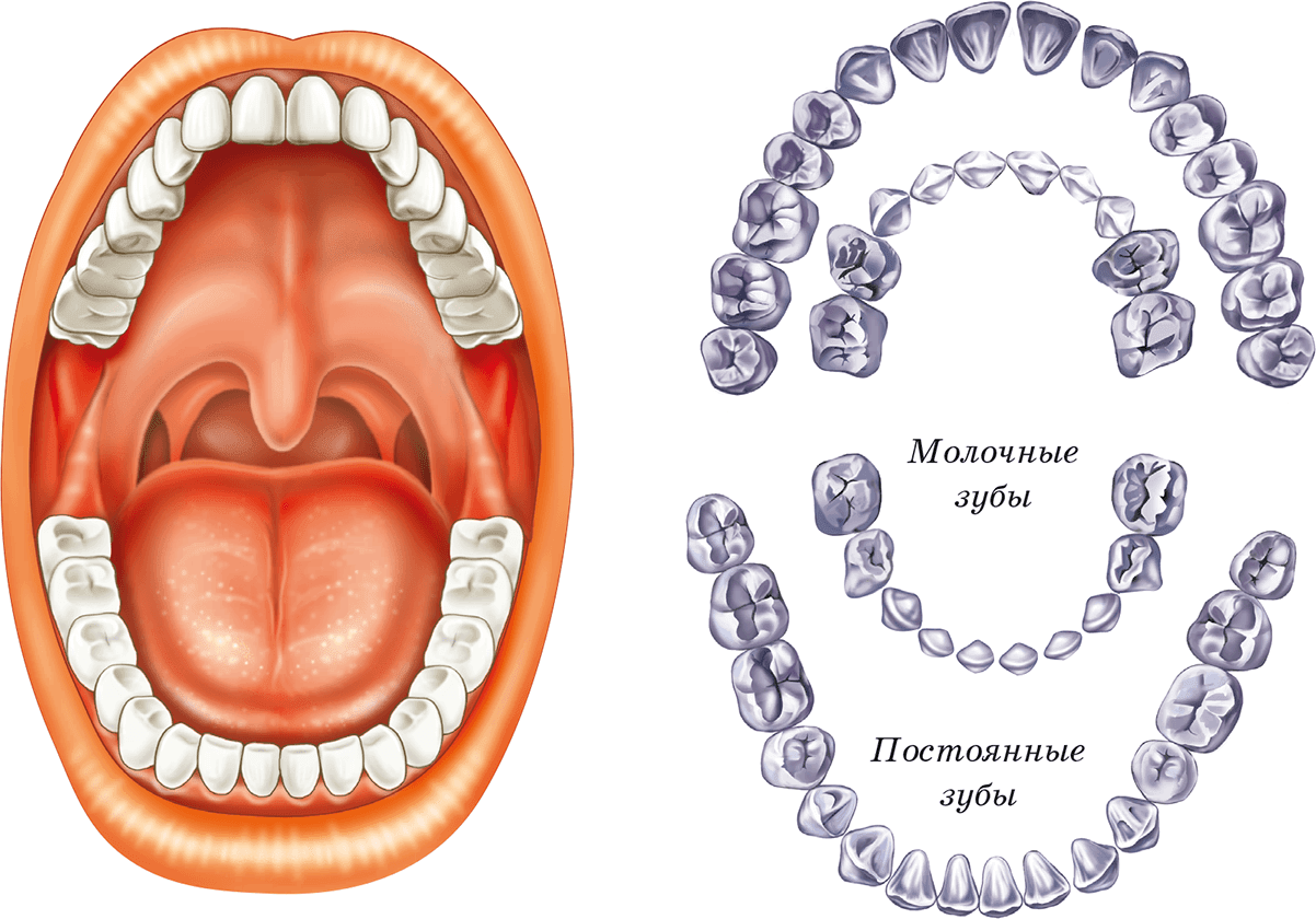 Полость рта зубы. Расположение зубов в ротовой полости. Анатомия полости рта и зубов.
