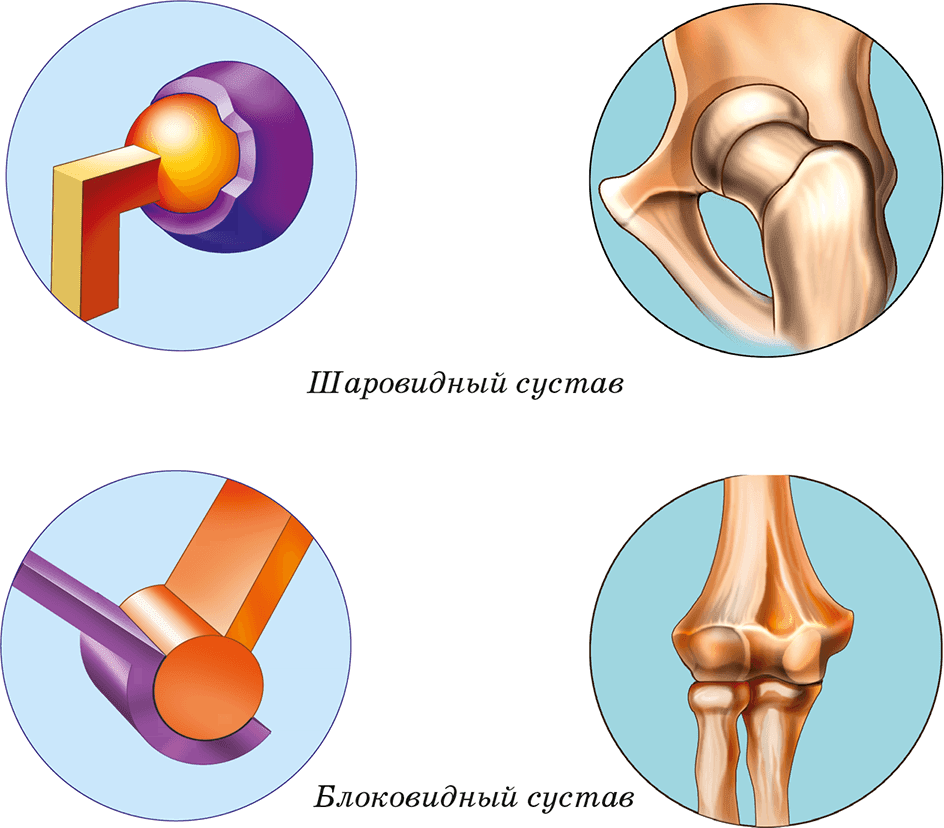 СИСТЕМА СОЕДИНЕНИЯ КОСТЕЙ Человеческий скелет, Анатомия человека, Анатомическое 