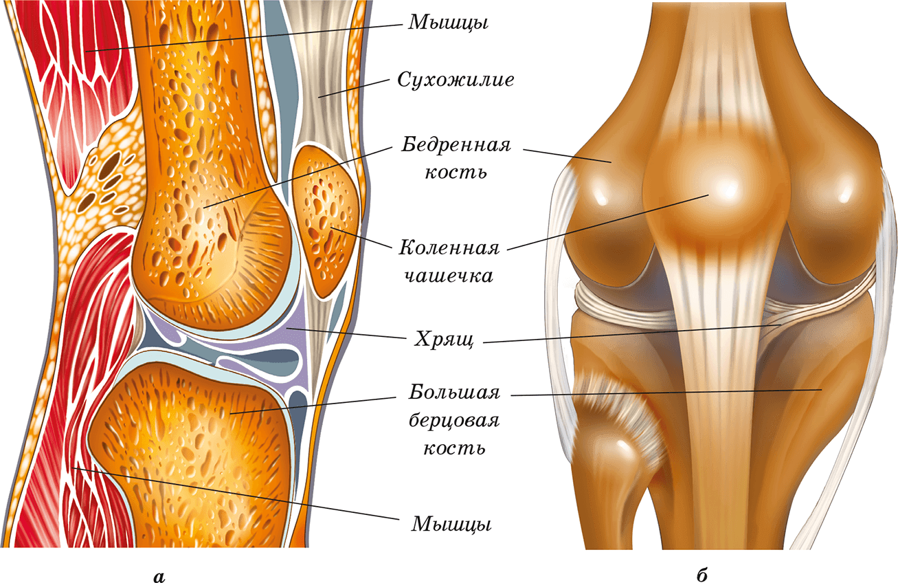Сустав человека строение анатомия