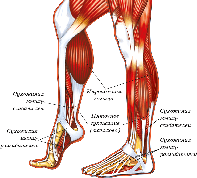 Нога фото с названиями. Анатомия ноги мышцы и сухожилия. Мышцы голени и стопы анатомия. Анатомия голени человека мышцы и связки. Сухожилия икроножной мышцы анатомия.