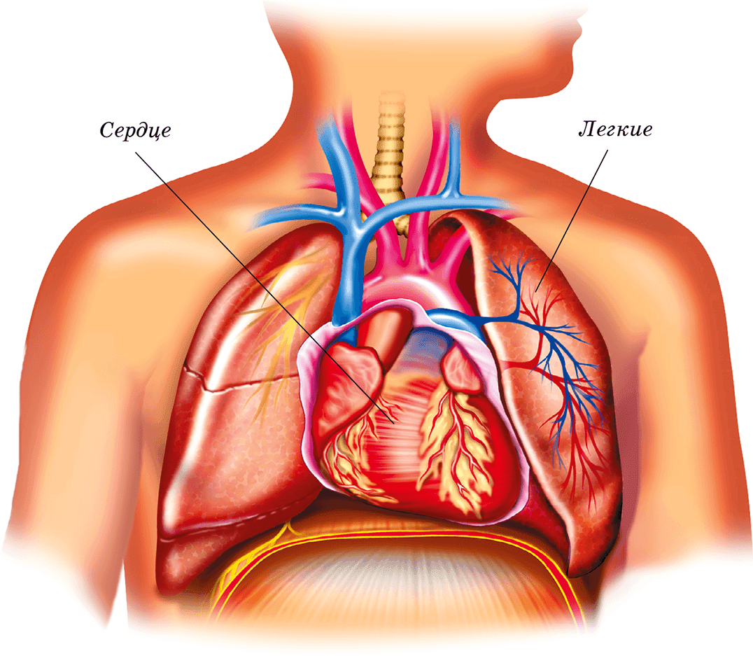 Анатомия сердца и легких. Сердце и легкие анатомия. 1 расположение легких