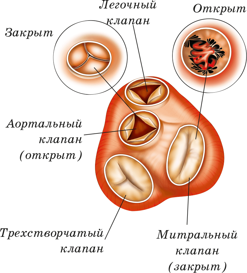 Аортальный клапан. Клапаны сердца трехстворчатый двухстворчатый митральный. Аортальный клапан сердца трехстворчатый. Двухстворчатый аортальный клапан. Двухстворчатый аортальный клапан сердца.