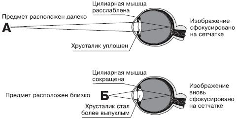 Схема глаза хрусталик