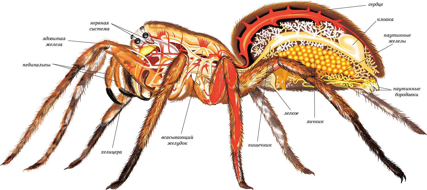 Внутреннее строение паука рисунок с подписями