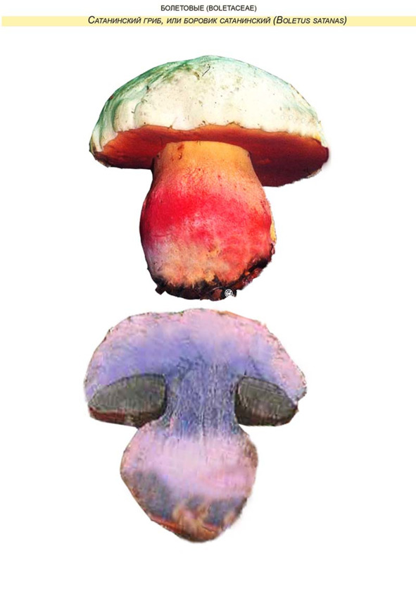 Сатанинский гриб, или боровик сатанинский (Boletus satanas) . Лечебные ...