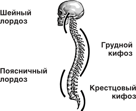 Лордоз это. Шейный лордоз. Причины появления лордоза. Шейный лордоз норма. Лордоз и кифоз.