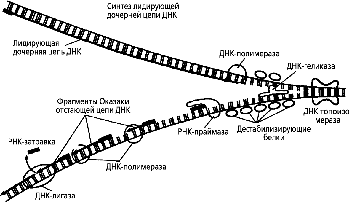 Синтез днк. Схема репликации ДНК. Схема процесса репликации. Схема процесса репликации ДНК. Синтез дочерних цепей ДНК В процессе репликации осуществляется.