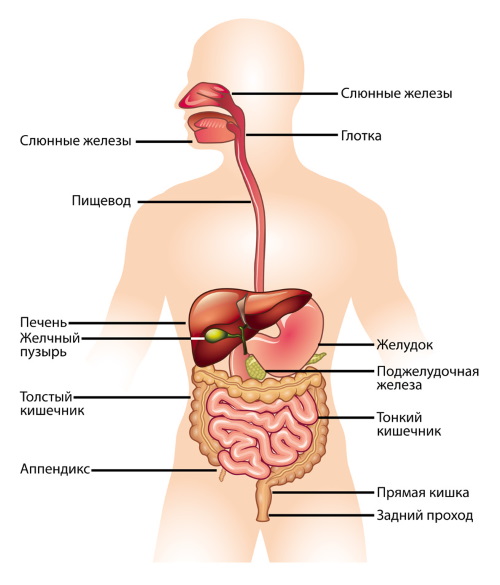 Самой крупной пищеварительной железой