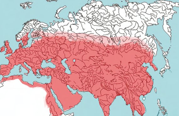 Степная евразия. Степной пояс Евразии феномен кочевых культур. Степи Евразии карта. Великая Евразийская степь. Степная зона Евразии карта.