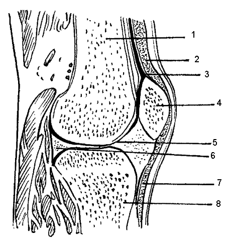 Рисунок сустава анатомия. Схема коленного сустава человека. Строение коленного сустава. Коллатеральные связки коленного сустава анатомия. Коленный сустав строение коленный сустав строение.