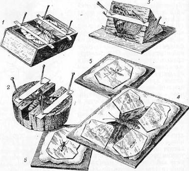 Как засушить жука для коллекции. 117895 8 i 011. Как засушить жука для коллекции фото. Как засушить жука для коллекции-117895 8 i 011. картинка Как засушить жука для коллекции. картинка 117895 8 i 011