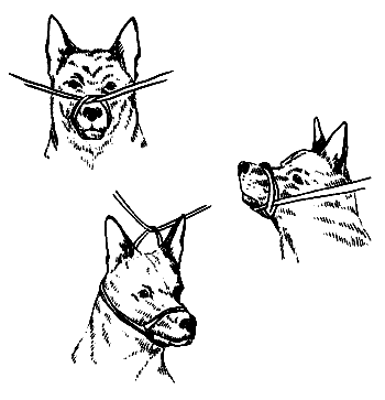 Завязать морду. Фиксация челюсти бинтом у собак. Фиксация морды собаки.