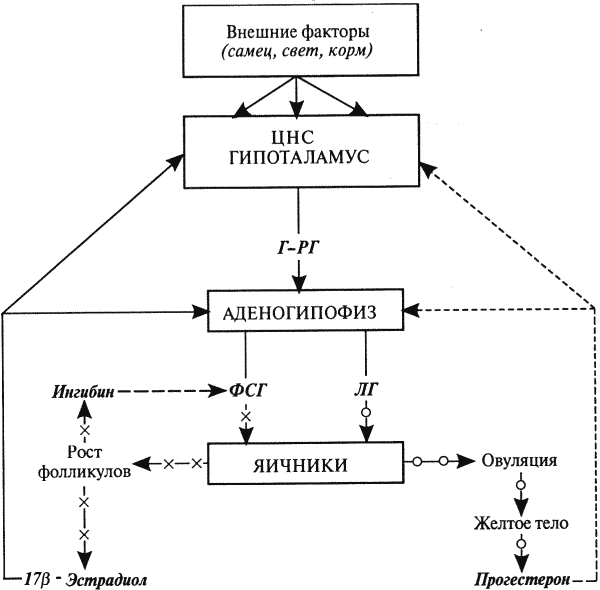 Курсовая работа: Гипоталамо-гипофизарная регуляция функций организма в онтогенезе