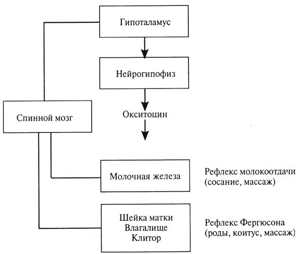 Курсовая работа: Гипоталамо-гипофизарная регуляция функций организма в онтогенезе