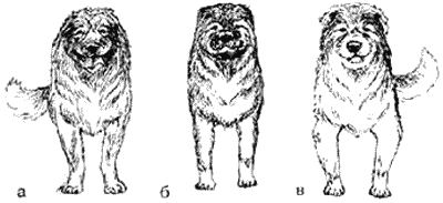 кавказская овчарка стандарт породы fci