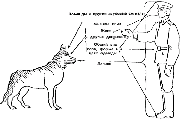 Условный раздражитель. Дрессировка собак команды и жесты. Команды и жесты ОКД для собак. Команды овчарки жестами. Условный рефлекс дрессировка.