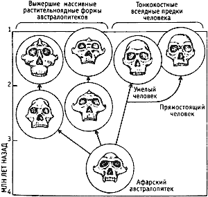 Порно АВСТРАЛОПИТЕК онлайн