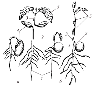 Гипокотиль у растений. Эпикотиль и гипокотиль. Проросток гороха схема. Прорастание семян гороха схема. Эпикотиль и гипокотиль у фасоли.