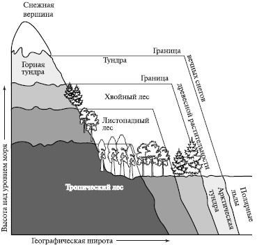 Реферат: Зональность земной поверхности