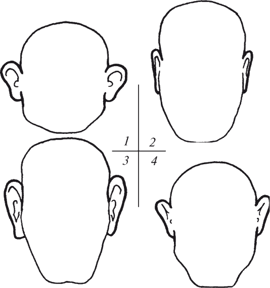 Виды ушей. Форма головы человека. Форма головы сверху.