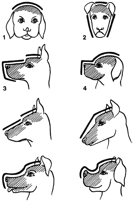 Реферат: Мускулатура головы собаки
