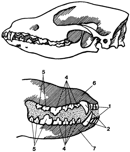 Зубы собаки. Общий экстерьер собак (Пособие для курсов судей-экспертов по  собаководству)