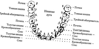 Зубы связанные с органами схема