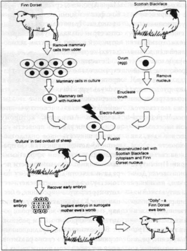 Схема клонирования высокопродуктивной коровы