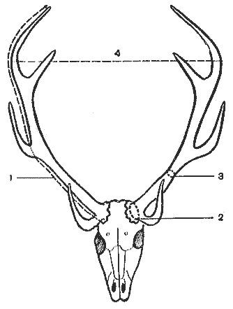 Строение рога оленя. Строение Рогов оленя. Структура рога оленя. Строение рога коровы.