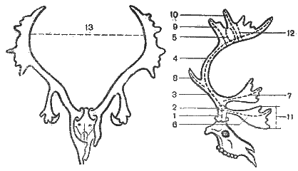 Строение Рогов Северного оленя. Строение оленьих Рогов. Структура Рогов оленя. Строение рога оленя.