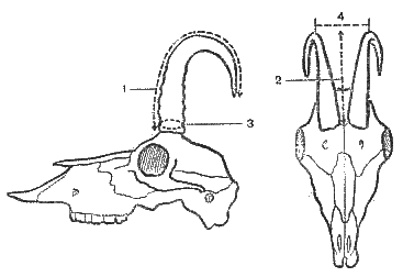Строение рога барана. Строение рога коровы. Строение рога КРС. Строение рога козы.