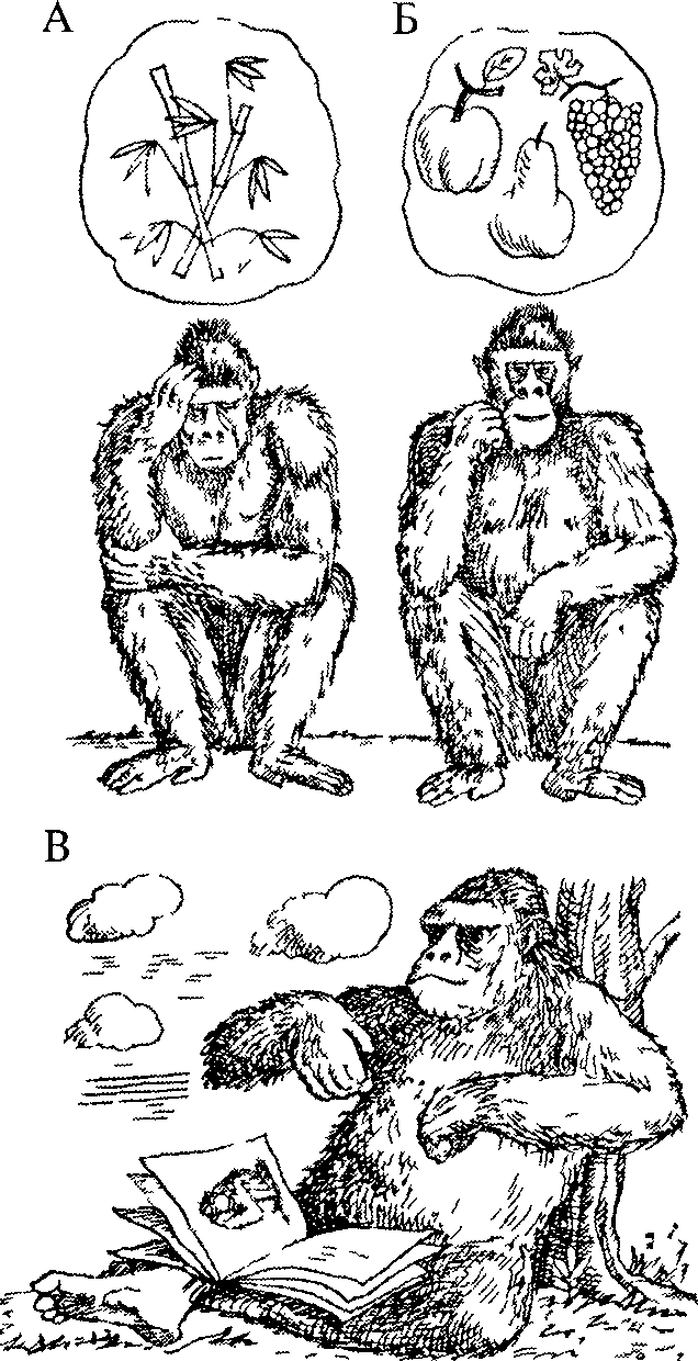 Мышление животных. Способность животных к символизации. Обезьяна мышление. Шимпанзе мышление. Мышление человека и обезьяны.