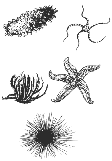 Тест по биологии позвоночные. Назовите изображенные организмы. На рисунке изображено животное относящееся к типу. Как называется изображённый на рисунке морской обитатель?. Живые организмы простым карандашом с названием.
